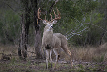 White-tailed Deer - Large Buck