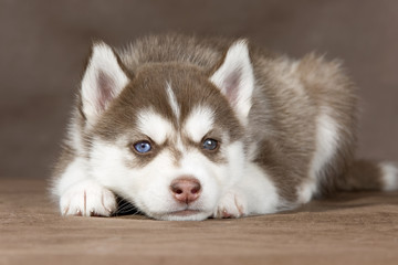 Wall Mural - puppy Siberian husky on a brown background