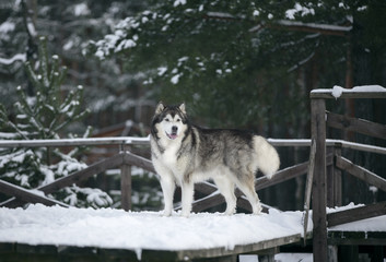 Wall Mural - Alaskan Malamute in nature