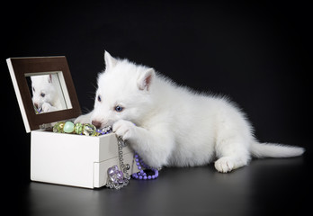 Wall Mural - Puppy Siberian husky on a black background