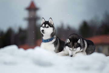 Wall Mural - Two beautiful Siberian Husky on the ice in winter