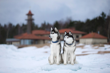 Wall Mural - Two beautiful Siberian Husky on the ice in winter