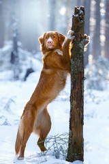 Wall Mural - Cute dog breed Nova Scotia duck tolling Retriever (Toller) in the winter forest.