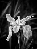 Iris in a Swamp Blooming B&W