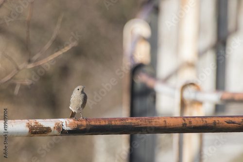 Black redstart Phoenicurus ochruros on an handrail Poster