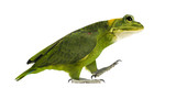 Fototapeta Zwierzęta - chimera with Yellow-naped parrot with head of frog, walking against white background