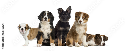 Fotografía Group of puppies sitting in front of a white background