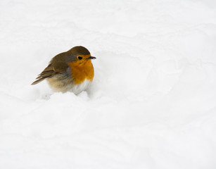 Sticker - Robin bird sitting in the snow