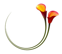 Realistic Red Calla Lily Circle Frame. The Symbol Of Attraction And Passion.