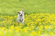 cute terrier dog running on dandelion grass field. 