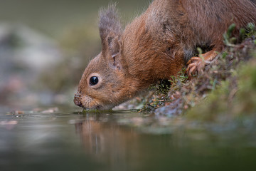Poster - A very close up image from a low level of a red squirrel drinking from a pool with a slight reflection in the water
