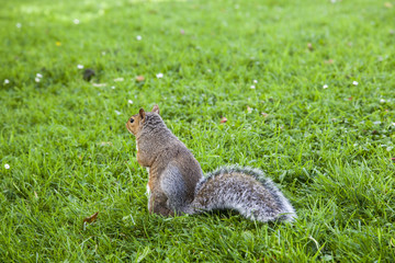 The squirrel in the park looks for food