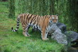 tiger cat zoo