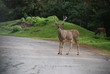 deer on the road