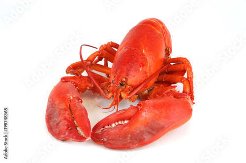 Cuadros en Lienzo single cooked red lobster isolated on white background