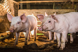 Fototapeta Zwierzęta - Little piglet inside of animal breeding farm