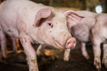 Little piglet inside of animal breeding farm