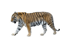 Male Siberian Tiger Isolated