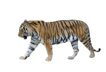 Sticker - male siberian tiger isolated