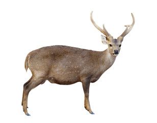 Sticker - male hog deer isolated