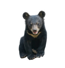 Wall Mural - young asiatic black bear isolated