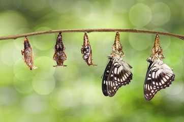 Wall Mural - Transformation from chrysalis of Black-veined sergeant butterfly ( Athyma ranga ) hanging on twig