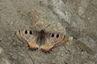 Yalancı apollo kelebeği , Archon apollinus