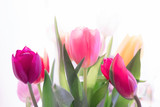 Fototapeta Tulipany - Multicolored spring tulips on a white background.
