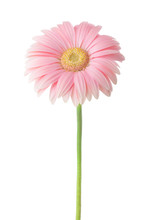 Light Pink  Gerbera Flower Isolated On White Background