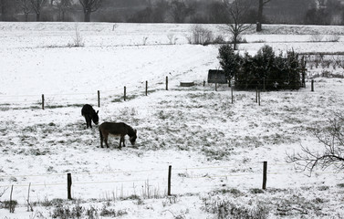 two shivering donkeys graze the little grass that comes out of t