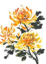 Yellow Chrysanthemum. Bright Flowering Chrysanthemum. Watercolor Background.