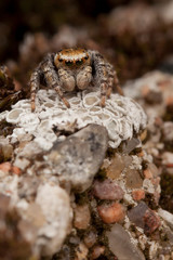 Wall Mural - Jumping spider on the white lichens