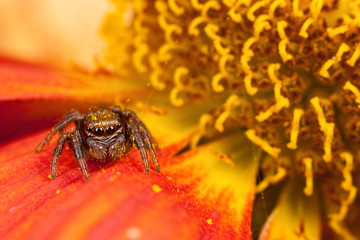 Wall Mural - Jumping spider on the orange petal near the pollen