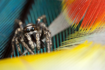 Wall Mural - Jumping spider and feathers - La Cucaracha