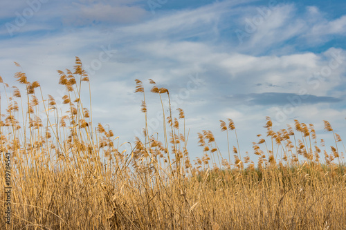 Fotografie, Obraz Picturesque view of field of sedge or reed against blue sky with white clouds