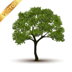 Wall Mural - Beautiful tree Realistic  on a white background.