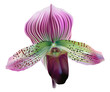 Lady slipper orchid - Paphiopedilum maudiae.
Realistic vector illustration of a tropical slipper orchid with purple, green, white striped petals on white background.

