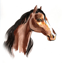 Ink And Watercolor Sketch Of A Beautiful Brown Horse