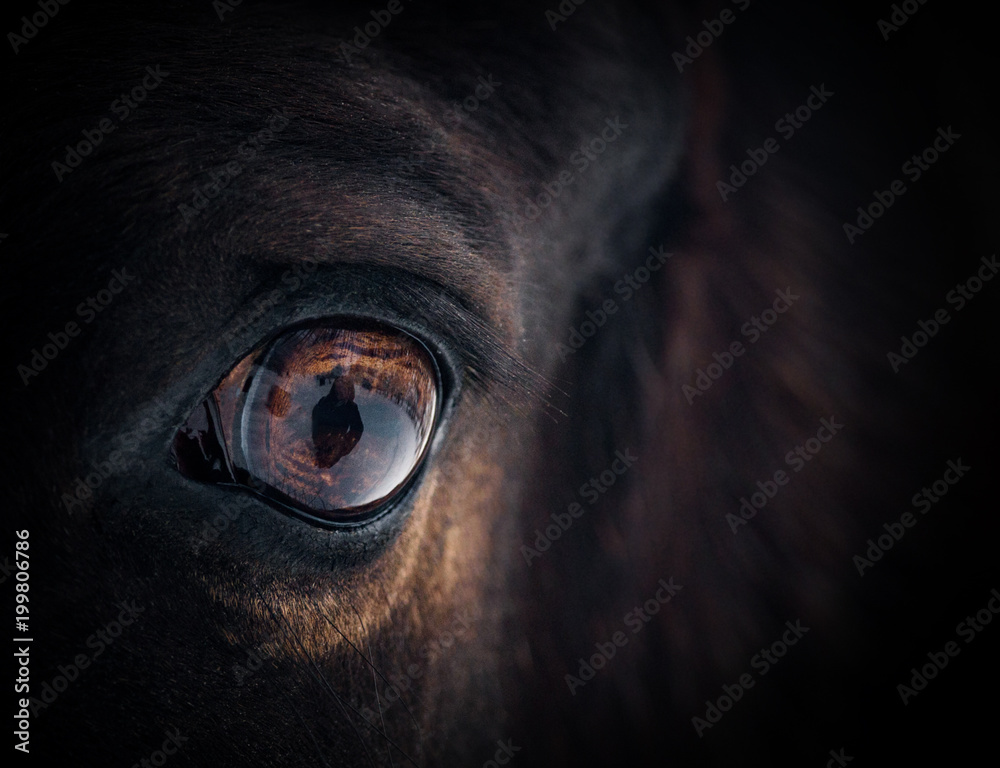 Canvas Prints Beautiful Horse Eye Nikkel Art