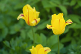 Fototapeta Dmuchawce - yellow tulip outdoor closeup