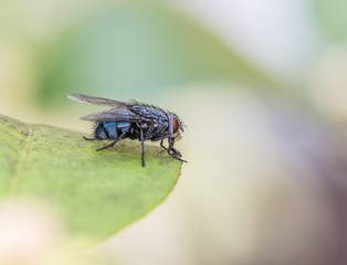 fly on a leaf