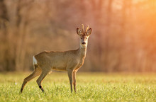 Wild Roe Deer In Early Morning