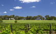 Swan River Vineyard, near Perth, Western Australia