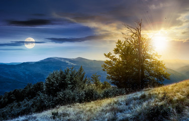 Wall Mural - time change concept tree on the grassy hillside. lovely summer landscape of carpathian mountain svyd