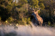 White-tailed Deer Large Buck