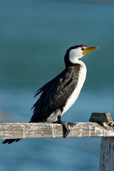 The little pied cormorant, little shag or kawaupaka (Microcarbo melanoleucos) is a common Australasian waterbird, found around the coasts, islands, estuaries, and inland waters