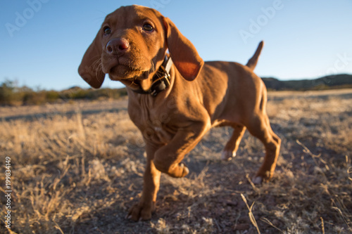 vizsla pointing