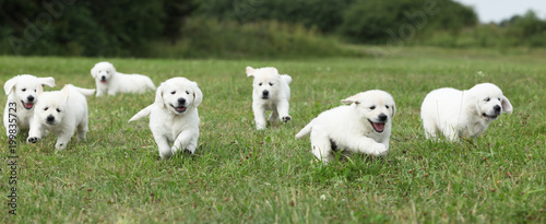Fotografía Beautiful group of golden retriever puppies running
