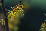 Fototapeta Tęcza - gałązka krzewu oczar z żółtymi kwiatami, ciemne rozmyte tło