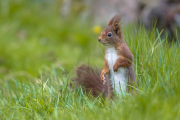 Wall Mural - Red squirrel in lawn